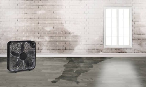 Best Ceiling water damage repair  in Rocky Point, NY