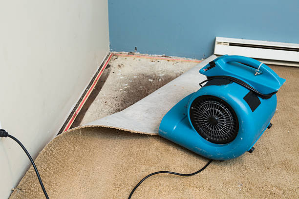 Best Mold removal after water damage  in Rocky Point, NY